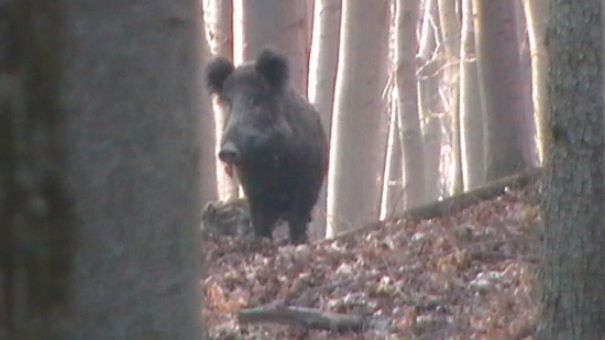 Ešte že ma nezbadala ....:)