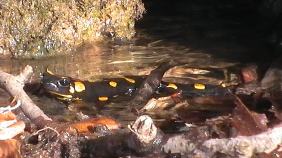 Salamandra Škvrnitá na jarnom slniečku :)