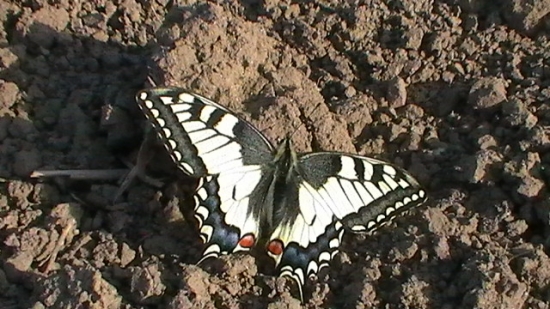 Vidlochvost fenikolvý