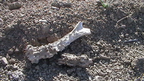 parôžtek č.42 ..:)