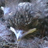 malý muškárik ( vyzerá ako malý Orol ) :)