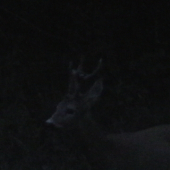 Privábený srnček ... III.vk.tr