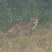 Kmotrička líštička