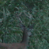 Bude 16.augusta a Jeleň sa vytratí pod zem