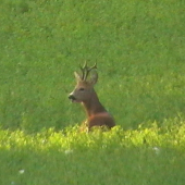 Kamarát spod Hája :)