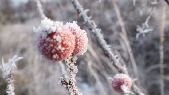 šípky v zime