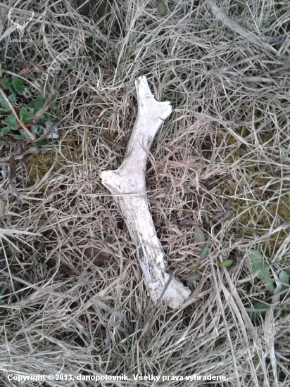 srnčí č.46 :)