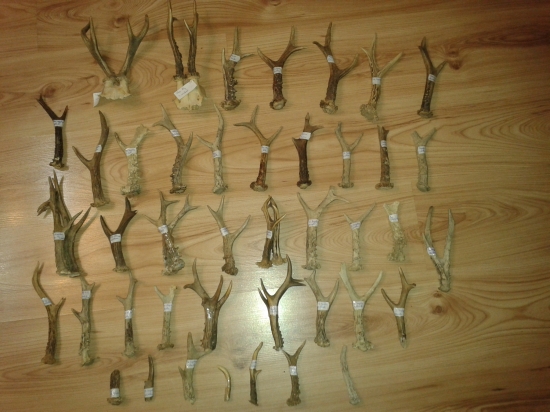 Doterajšia zbierka zo srnčieho