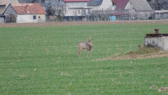 Vytlčený