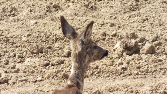 Srnčiatko :)