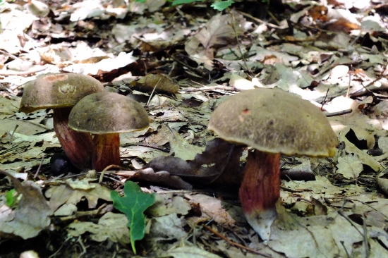 súrodenci od suchohríbov .. :)