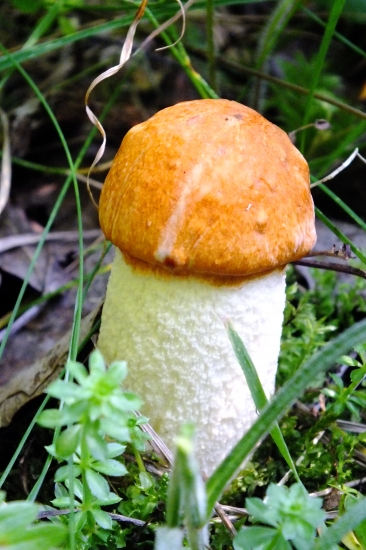 Kozák osikový (Osikovec)