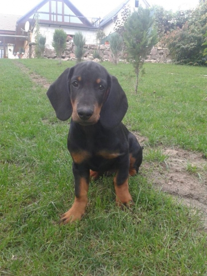 BAX z Jarkinho údolia :)