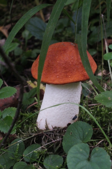 Kozák osikový (Osikovec)