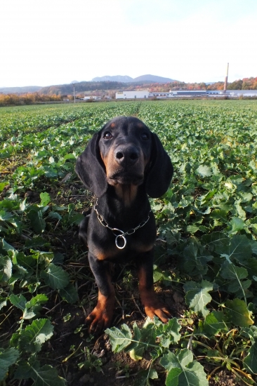 BAX z Jarkinho údolia