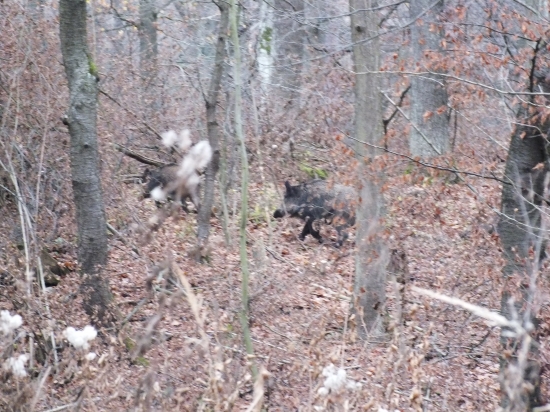 pristihnuté na úteku z pohonu