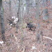 pristihnuté na úteku z pohonu