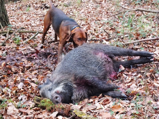 Srbský Durič v akcii