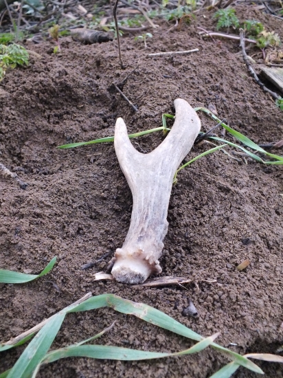 Včerajší vidláčik