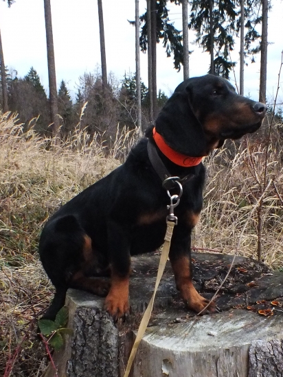 Bax z Jarkinho údolia  7 mesiacov