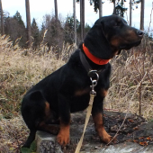 Bax z Jarkinho údolia  7 mesiacov