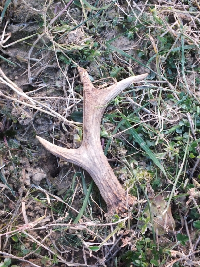 trénovanie aportovania stálo za to !