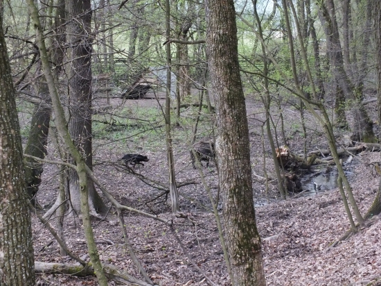 Bax z Jarkinho údolia 9 mesiacov, prvý kontakt s diviakom