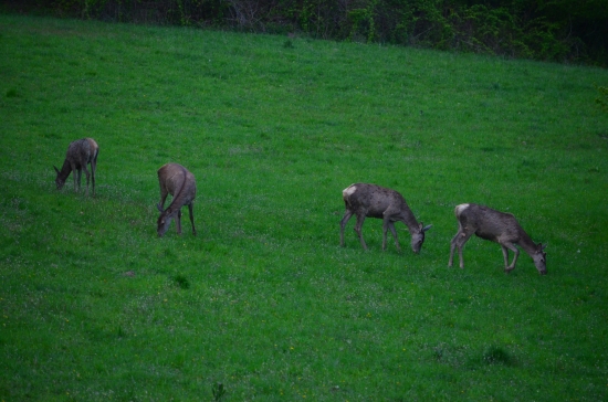 v podvečer na pasienku