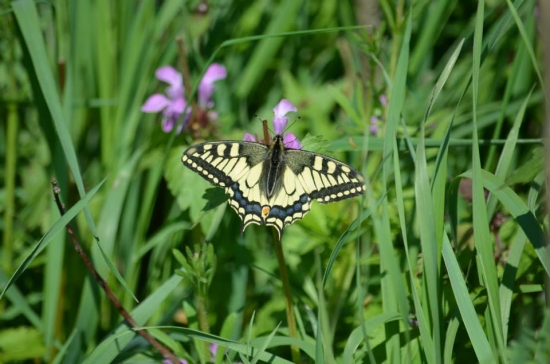 Vidlochvost Feniklový
