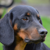 Bax , 10 mesiacov