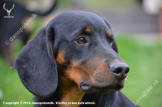 Bax , 10 mesiacov