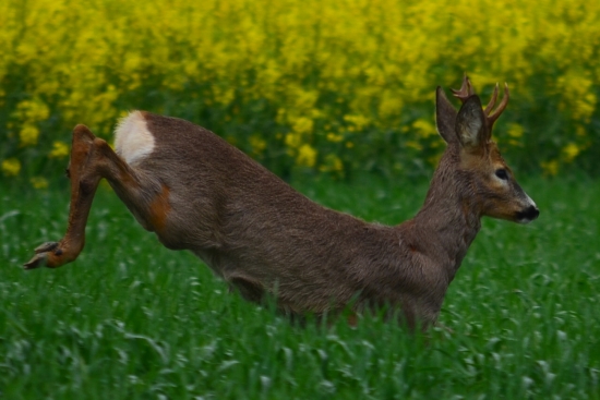 objektívu ale neušiel