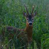 v podvečer na paši