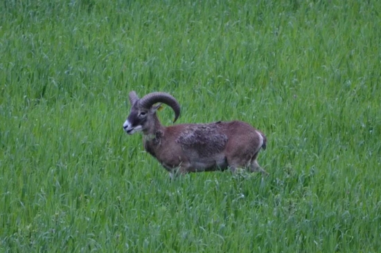 Muflón lesný(Ovis musimon)