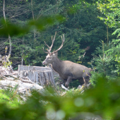 keď sa nechá oklamať