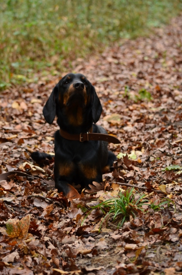 Bax z Jarkinho údolia 1 rok a 5 mesiacov