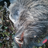 zo spoločnej polovačky