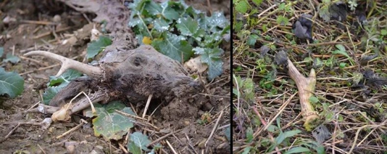dnes sa darilo ( vidieť že repka je pre srnčie jed !)