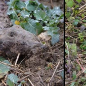 dnes sa darilo ( vidieť že repka je pre srnčie jed !)