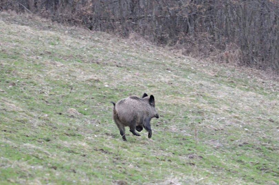 Diviačica na úteku