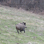 Diviačica na úteku