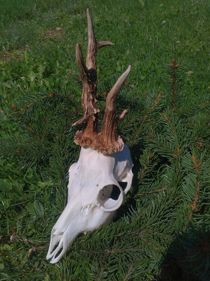 Tatova podstivo vychodená raritka ( Srnec ID 270711)