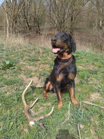 6-toráčik z podvečernej vychádzky