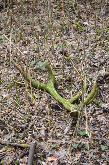 Dlhšie poležal , 5/2017 , 16-torák