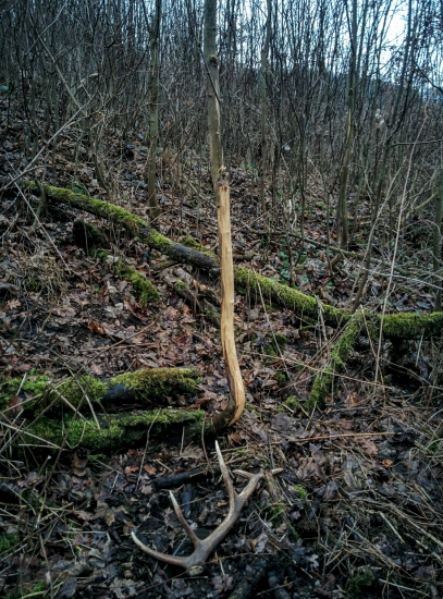 Nadočnicový 10-torák