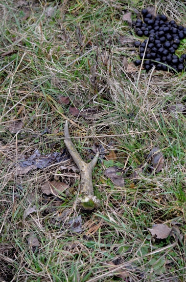 Z tých silnejších srnčích - dnešný