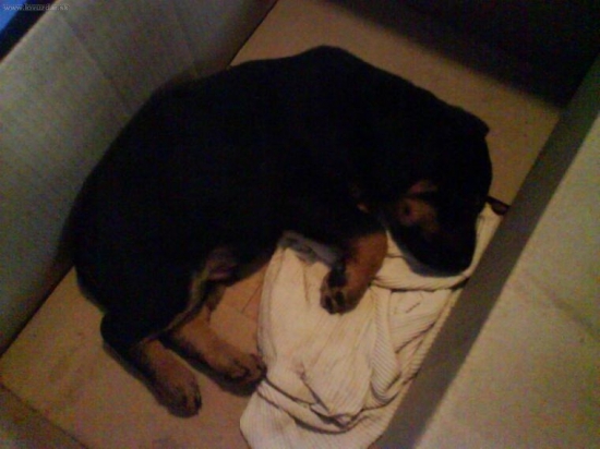 slovensky kopov... moj novy pes