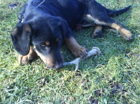 dino a jeho prvi srnci