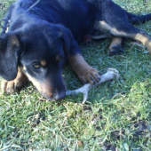 dino a jeho prvi srnci