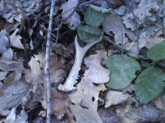 Darček ku narodeninám od sv.Huberta:-)